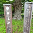 석현초등학교정문 | 영덕1동 (흥덕마을) 느티나무 보호수