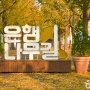 염치읍 은행나무길 Daum카페