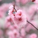 매화1길 이미지