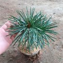 금송목재 이미지