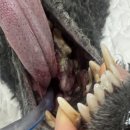 엠제이바이오 주식회사 | 고령견 구강 악성 흑색종에서 절제 후 방사선치료와 통합 내과 관리로 삶의 질을 유지한 임상 사례