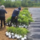 금송농장 이미지