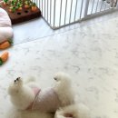 큐티펫살롱 이미지