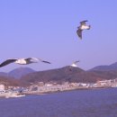 평화