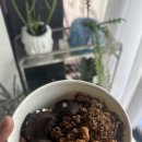요거트 아이스크림의 정석 네이버블로그