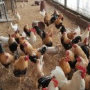 푸른들농장 이미지