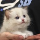 대구고양이분양 도레미캣 이미지