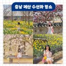 (주)이-글벳 | 예산 추사고택 수선화 명소 입장료 백설농부 카페
