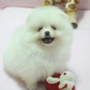 Pom생Pom사 이미지