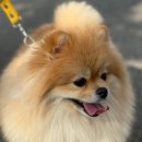 퍼피얌 그루밍 | 조용하고 따뜻한 미용실, 퍼피안에서의 하루