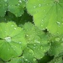 성모초 [레이디스맨틀, Alchemilla vulgaris] 이미지