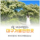 41 | 5월 대구가볼만한곳 추천, 하루 코스로 즐긴 대구여행