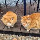 청도첨성대불가마(찜질방) | 비 오는날 딱 좋았던 청도 첨성대 불가마 후기