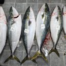 사이즈 좋습니다!!자연산 선어 방어/새조개살/大갑오징어/눈볼대/병어/주꾸미/새꼬막/반건조 생선 이미지