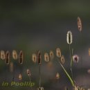 강아지풀 이미지