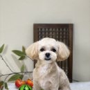 아미고 펫살롱 이미지