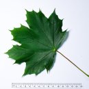 노르웨이단풍나무 [Norway maple (Acer platanoides)] 이미지