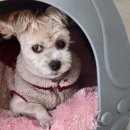 나리펫살롱 이미지