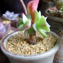 크라우스 이미지