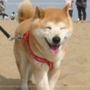 웃는 강아지 이미지