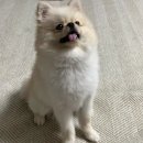 댕댕미식회 이미지