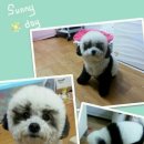 스타애견미용 이미지