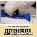 포리슈퍼 | 분리불안장난감 찾는다면? 강아지덴탈츄 부스터 슈퍼포우 노즈워크