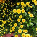 풀과꽃이야기 이미지