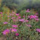 흙과 나무 이미지