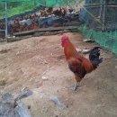 청리농장 이미지