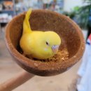 리프패럿 이미지