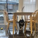 엘로이펫(L.ROYpet) 이미지