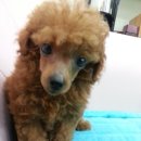 뷰티펫 하우스 이미지