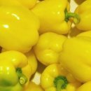 파라지움 이미지