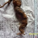 아랫도리 이미지