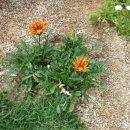 가자니아 이미지