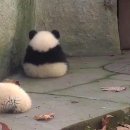 멍멍이와냥이