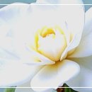 시어(詩語)의 선택과 이미지 만들기 / 손병흥 이미지