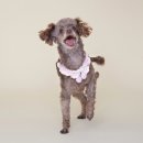 짱구네 동물병원 이미지