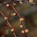 낙엽송(일본잎갈나무) 이미지