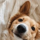 안암동물병원 이미지