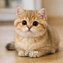 온리캣 이미지