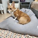 더샵 동물병원 이미지