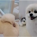 #견생한컷 네이버블로그