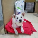 노형 꿈 동물병원 Daum카페