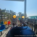 11500-8-18-20 | 보령 대천해수욕장 스카이바이크 | 바다 위 전동 레일바이크 체험 후기