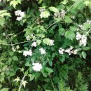 정주권로 이미지