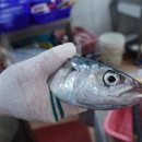성산포장 네이버블로그