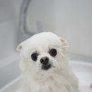 스위프트살롱 이미지