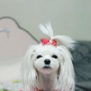 땡땡이